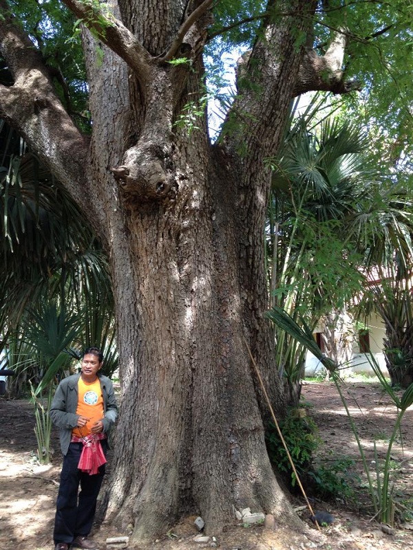 pongsachonamtree