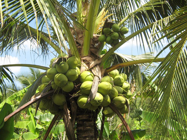 maprawnamhombai
