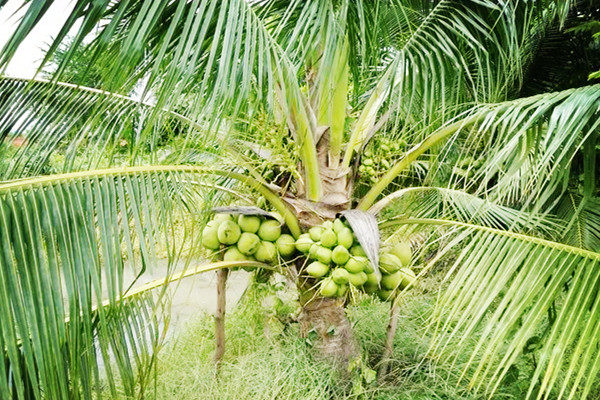 maprawnamhomton