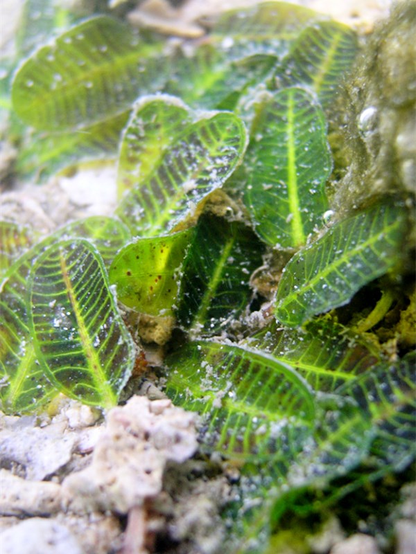 yataleabai