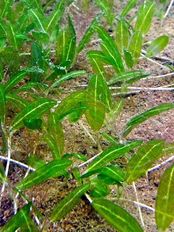 yataleakhew