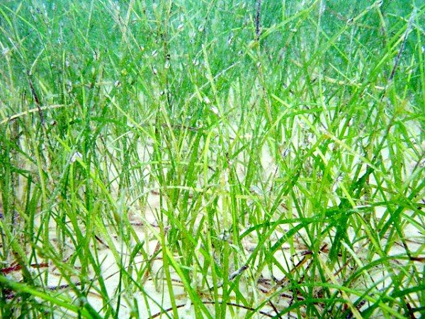 yataleanam