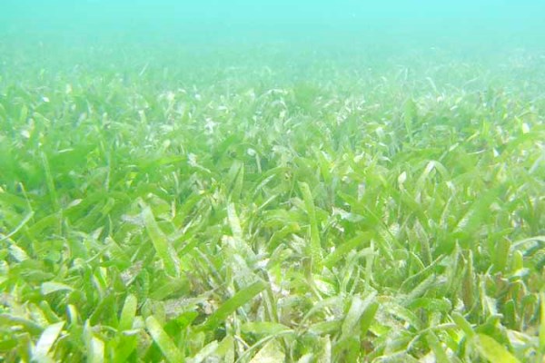yataleanams